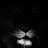 lion king's avatar